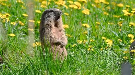 la marmotta italy